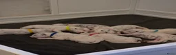 Dalmatian dogs for sale: Litter of 8 puppies  - Advert 2