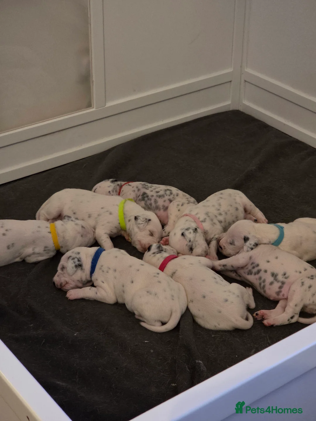Dalmatian dogs for sale: Litter of 8 puppies  - Advert 2