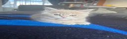 Maine Coon cats for sale: 3 cream girl Maine coon Kittens - Advert 4