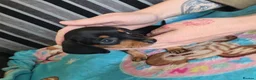 Miniature Dachshund dogs for sale: Mini Dachshund Puppies x 3  - Advert 12