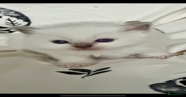 Ragdoll cats - Advert 7