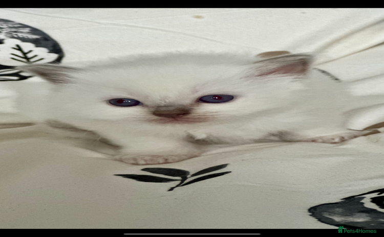 Ragdoll cats - Advert 9