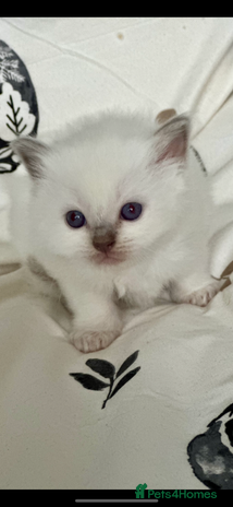 Ragdoll cats - Advert 11