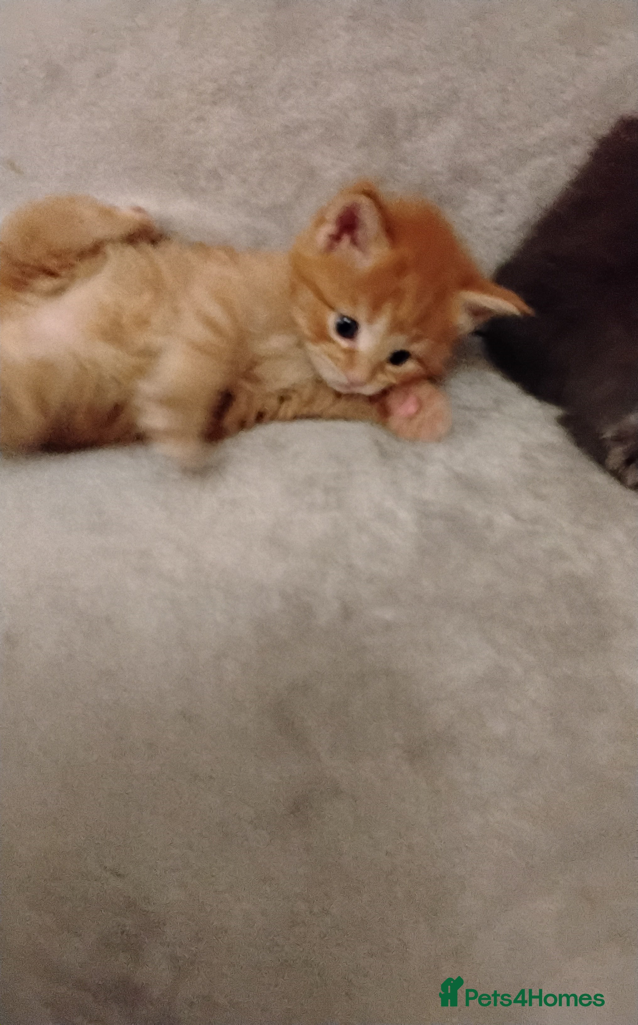 Maine Coon cats Exceptional Maine Coon kittens available - Advert 17