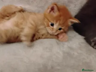 Maine Coon cats Exceptional Maine Coon kittens available - Advert 17