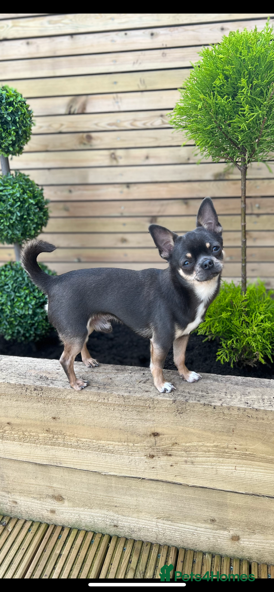 Chihuahua dogs for sale: Kc registered lilac chihuahua boy - Advert 7