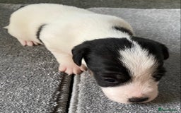 Jack Russell dogs for sale: 6 Jack Russell Puppies  - Advert 27