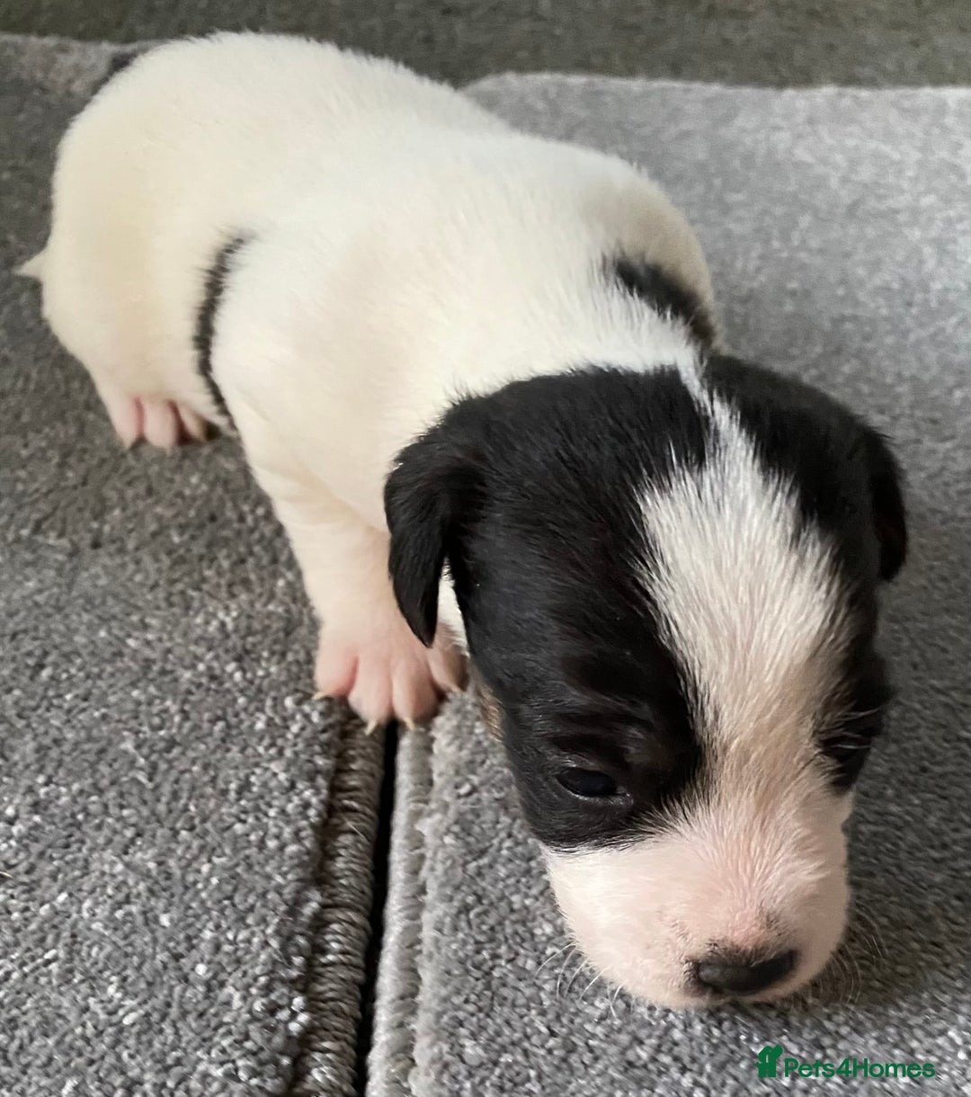 Jack Russell dogs for sale: 6 Jack Russell Puppies  - Advert 27