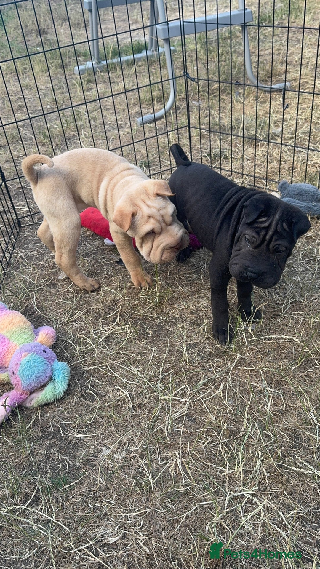 Shar Pei dogs for sale: 2 boys left full shar pei - Image 4