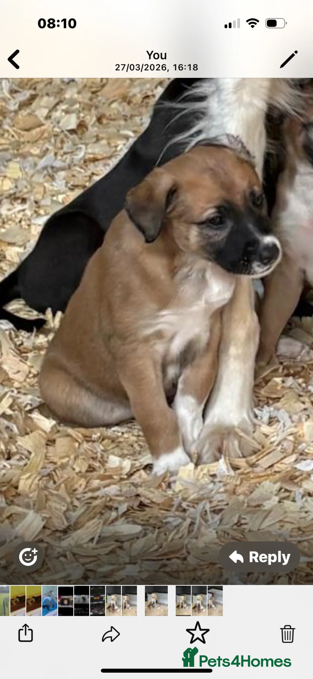 Mixed Breed dogs for sale: Whippet x Saluki Lurcher Pups For Sale in Hartlepool - Advert 2