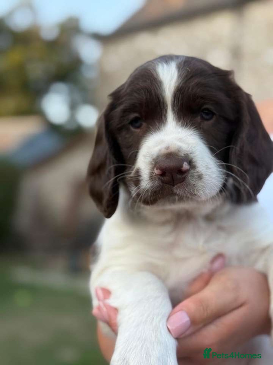 English Springer Spaniel dogs for sale: Spring spaniels - Image 6