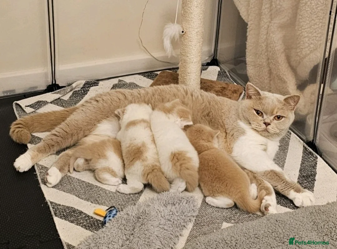 British Shorthair cats for sale: Cream & White Boy - Advert 5