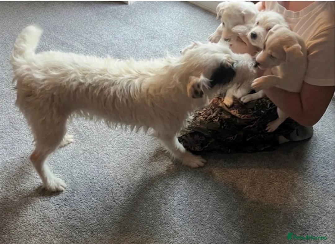 Parson Russell dogs for sale: Quality strong parson terrier pups call to - Advert 2