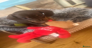 Miniature Dachshund dogs - Advert 26