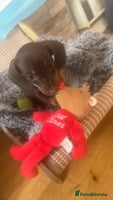 Miniature Dachshund dogs - Advert 5