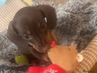Miniature Dachshund dogs - Advert 13