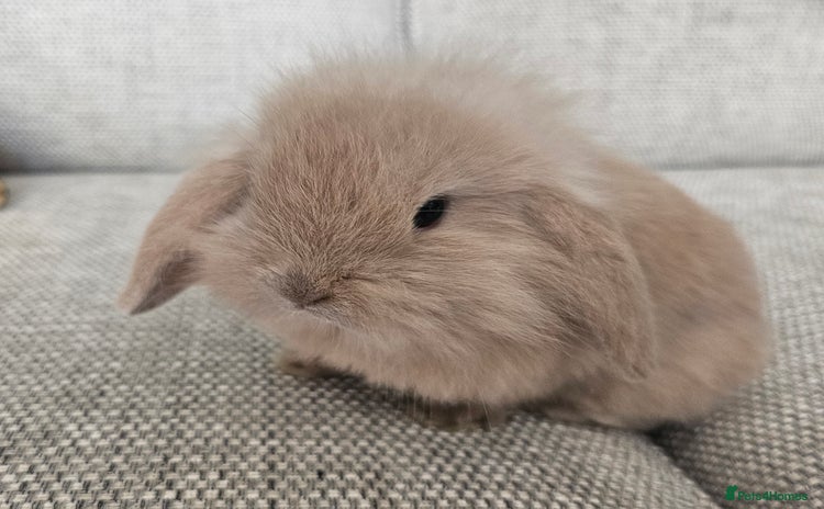 Mixed Breed rabbits - Advert 1