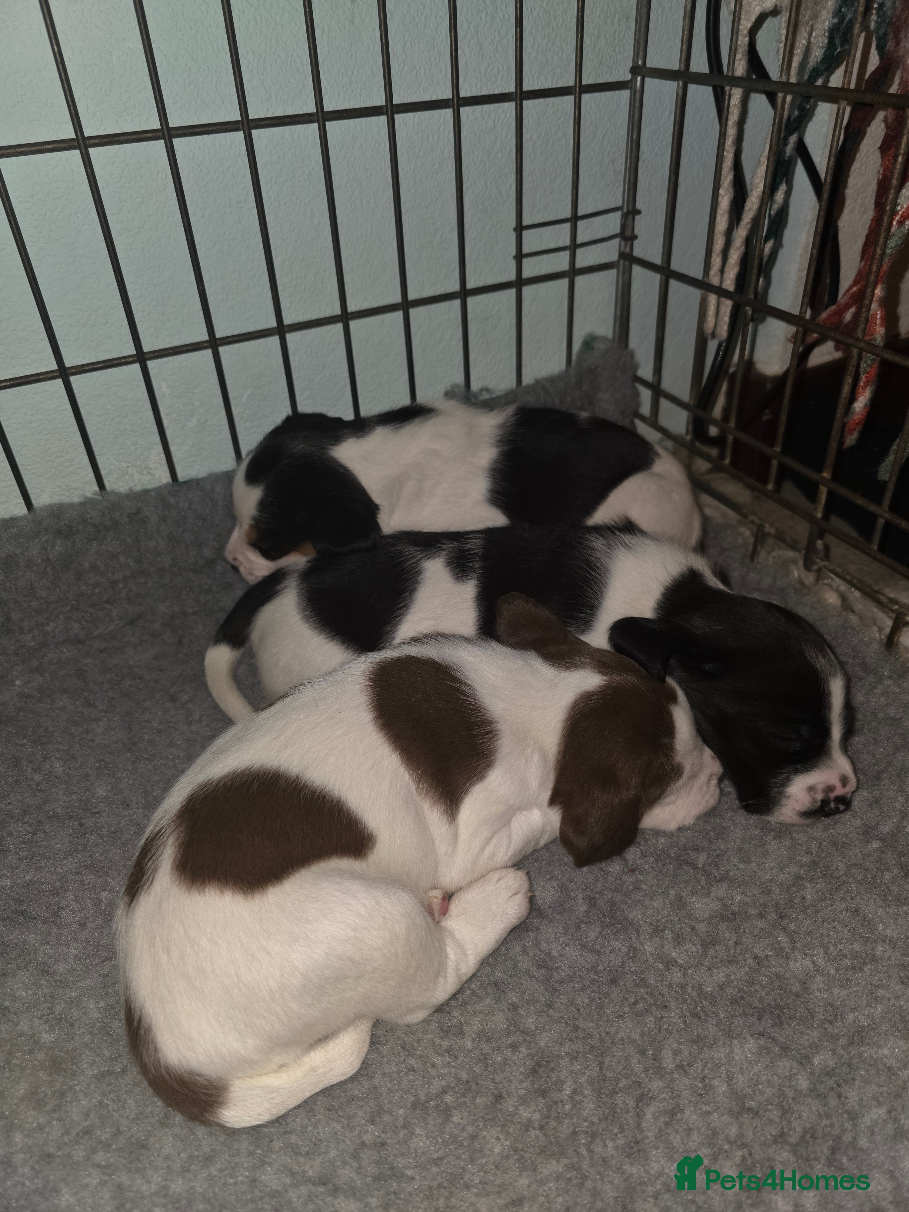 Mixed Breed dogs Spreagle puppies - Advert 3