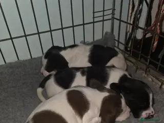 Mixed Breed dogs Spreagle puppies - Advert 3