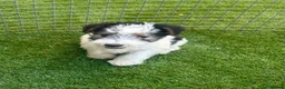 Fox Terrier dogs for sale: Fox Terrier Puppies For Sale  in Ashford - Advert 6
