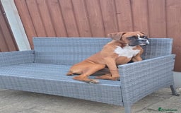 Boxer dogs for sale: Milo  - Image 2