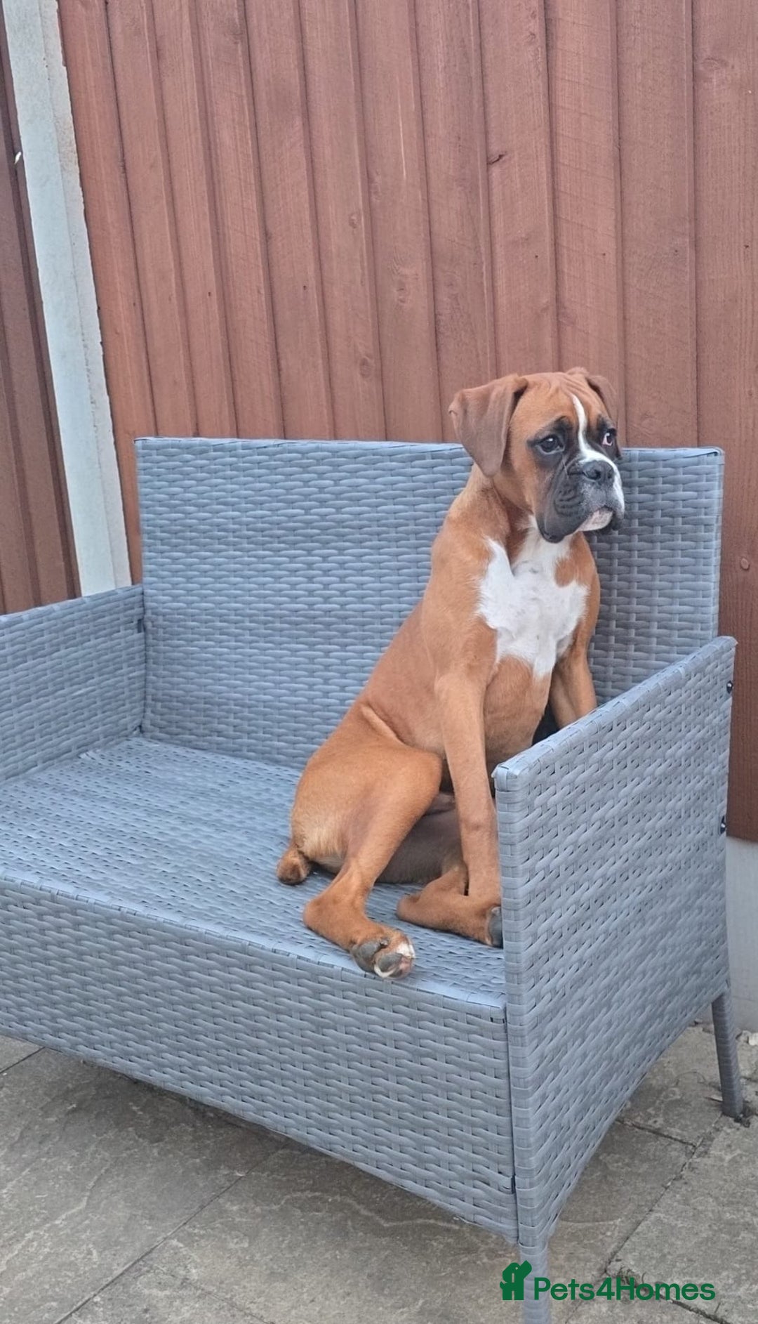 Boxer dogs for sale: Milo  - Image 2