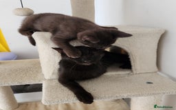 Havana Brown cats for sale: Rare Havana Brown's kittens - Image 17