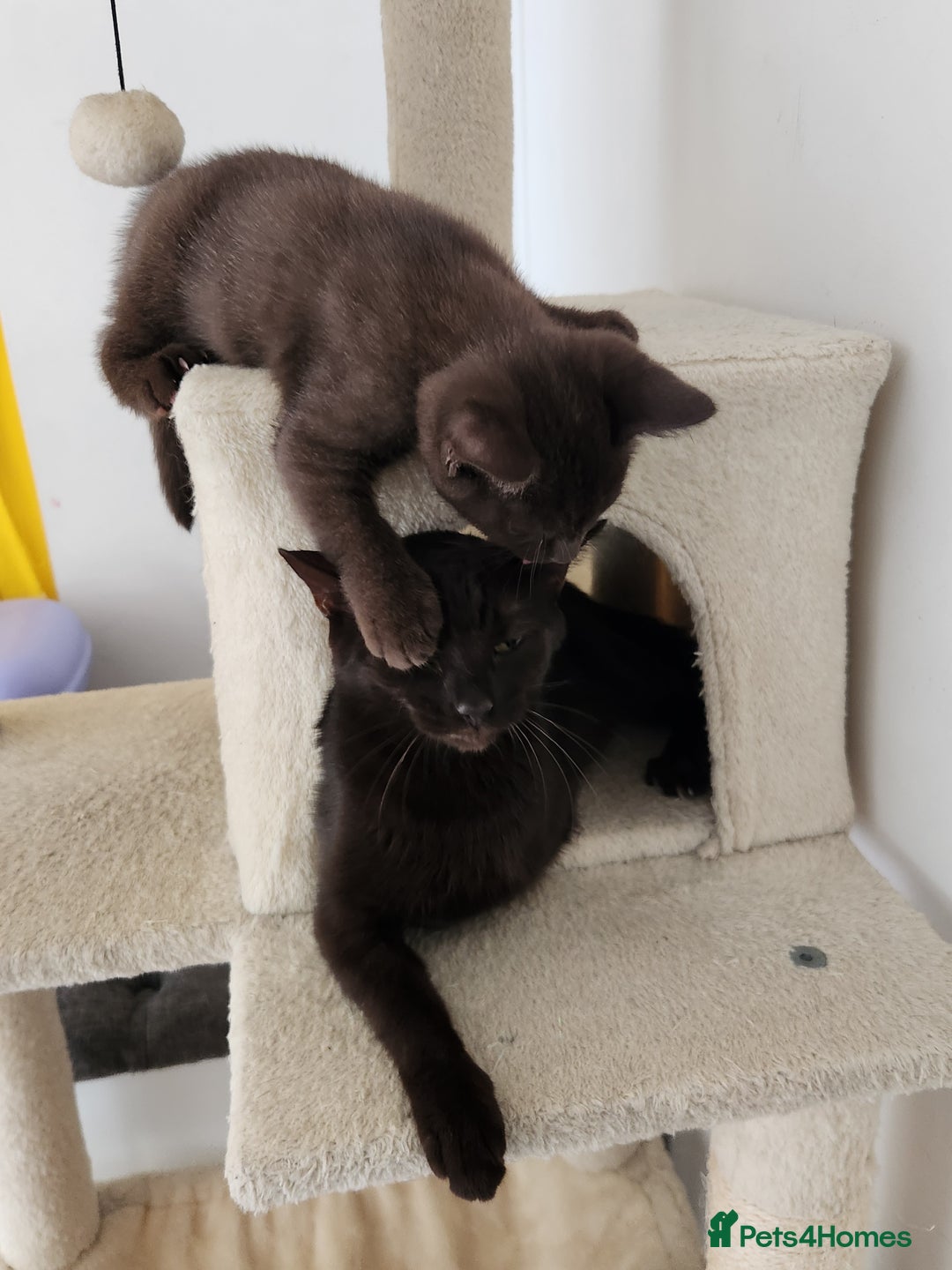Havana Brown cats for sale: Rare Havana Brown's kittens - Image 17