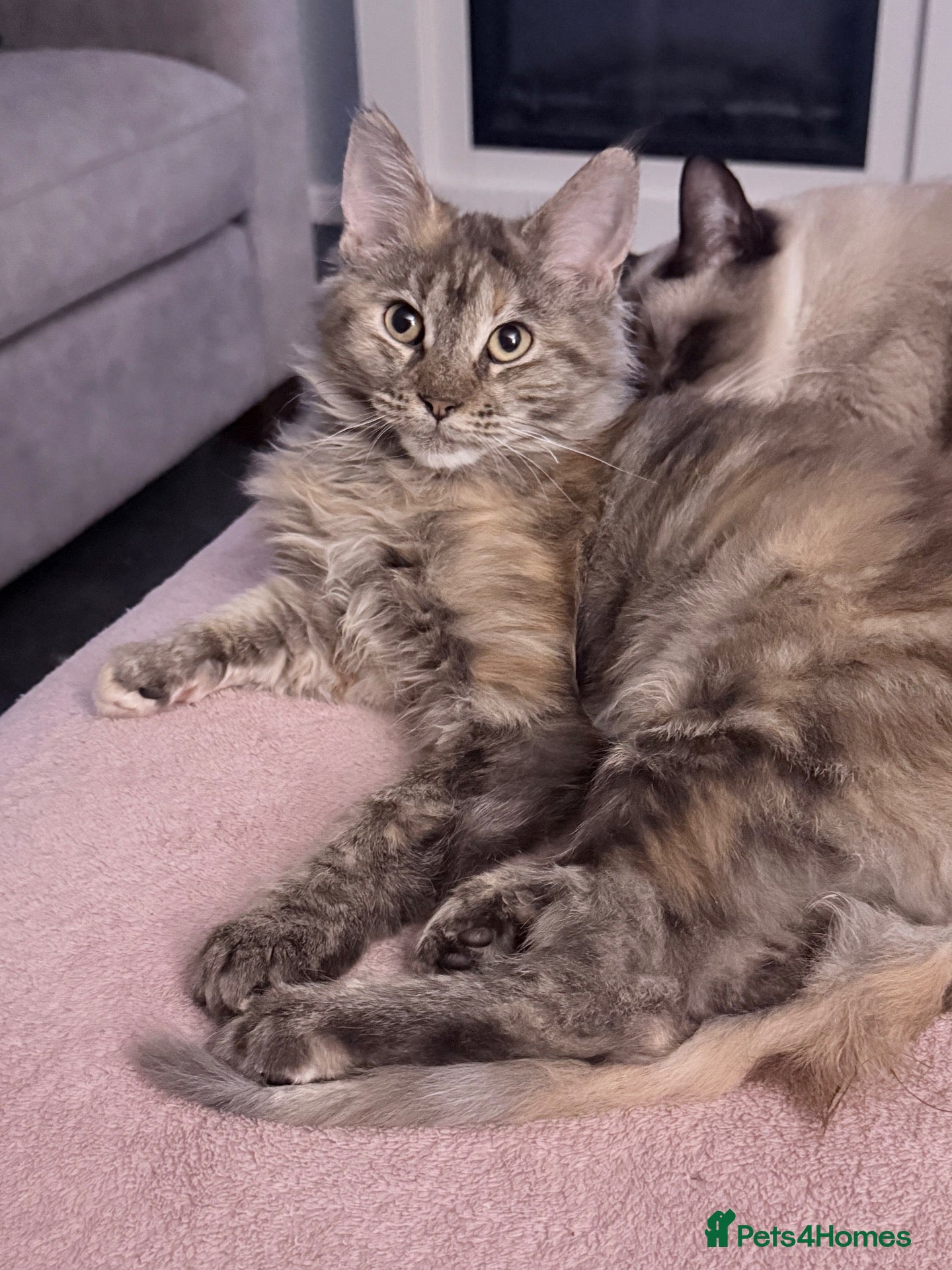 Maine Coon cats Stunning TICA active queen  - Advert 2