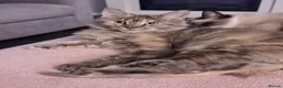 Maine Coon cats for sale: Stunning TICA active queen  - Advert 2
