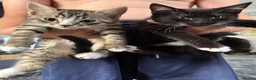Mixed Breed cats for sale: 2 cute kittens ready now  - Advert 3
