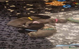 Frug dogs for sale: 6 beautiful frug puppies.  - Image 14