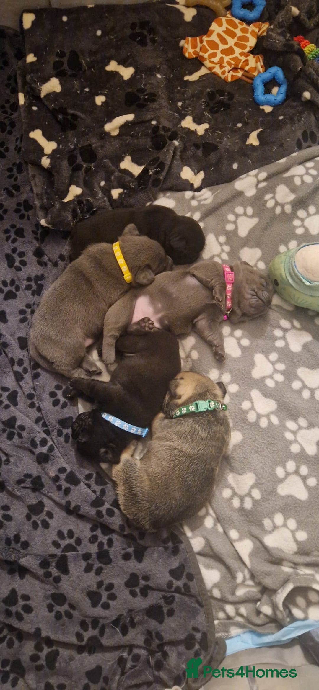 Frug dogs for sale: 6 beautiful frug puppies.  - Image 14
