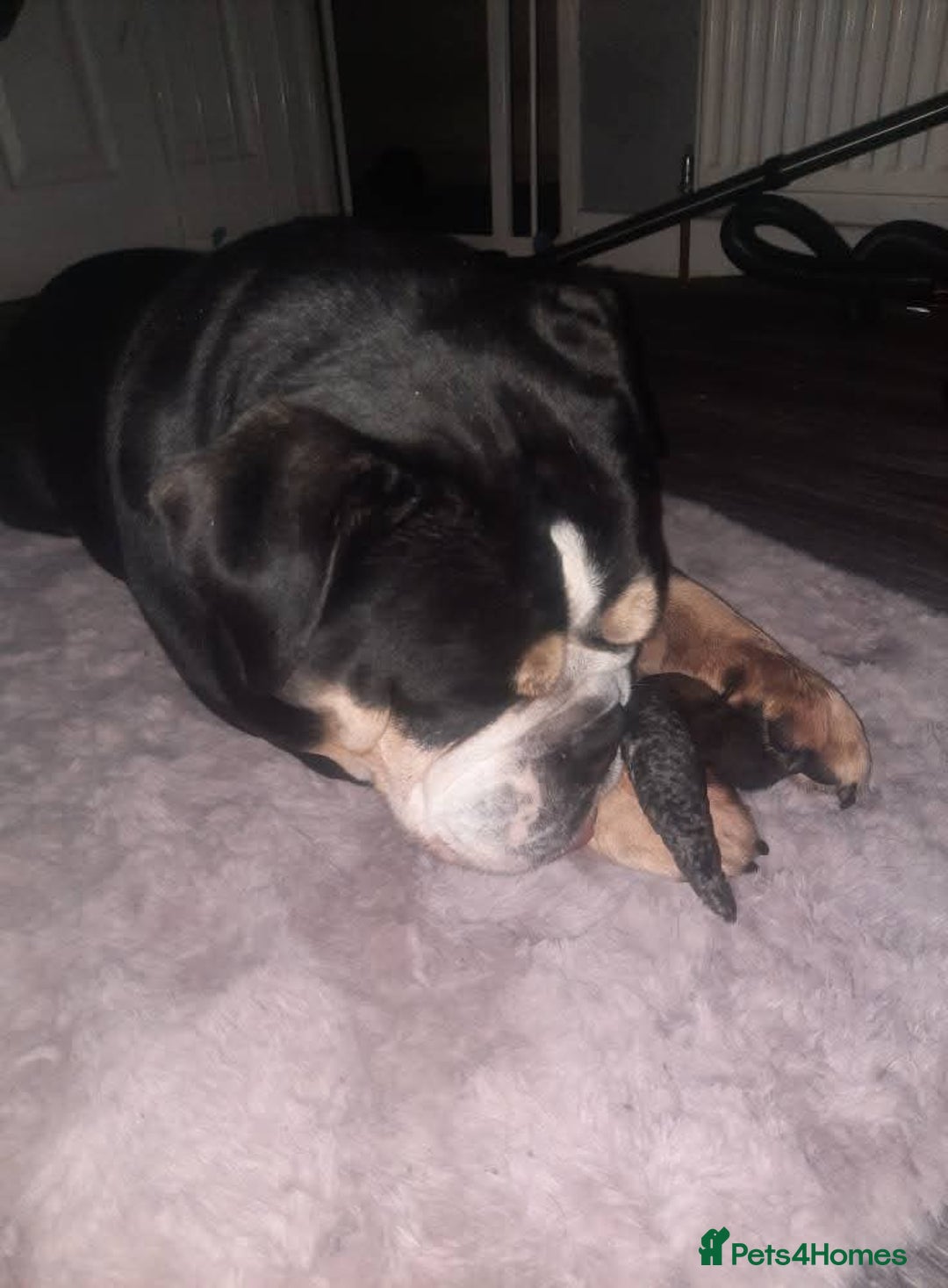 English Bulldog dogs for sale: Ernie  - Advert 10