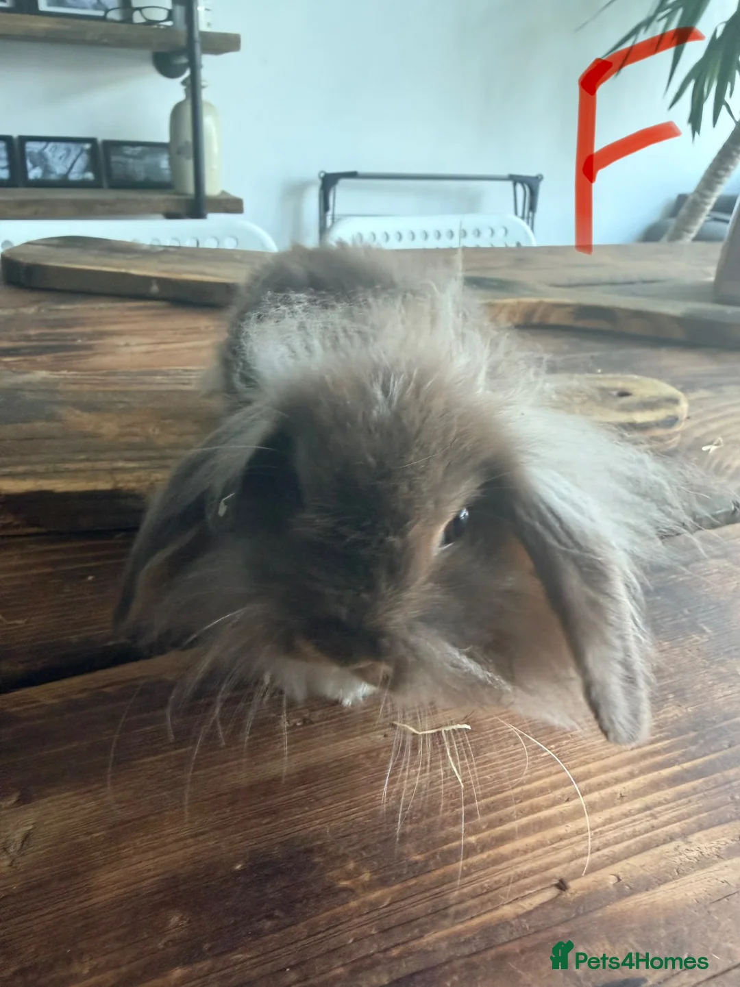 Mini Lion Lop rabbits for sale: Mini Lion Lop babies.  in Bognor Regis - Advert 2