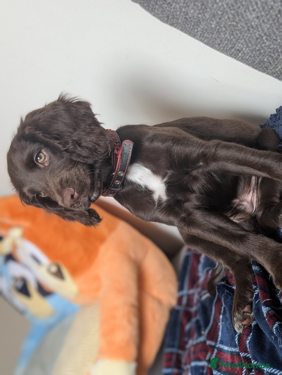 Sprocker dogs for sale: Male sprocker for sale £400 - Advert 10