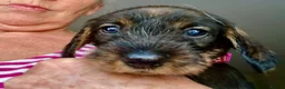 Dachshund dogs for sale: Wirehaired Dachshund Puppies (STD) - Advert 10