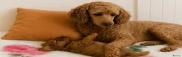 Pomapoo dogs for sale: Gorgeous F1 Pomapoo's - Advert 5