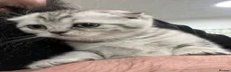 Scottish Fold cats for sale: Beautiful CAT for sale - Advert 2