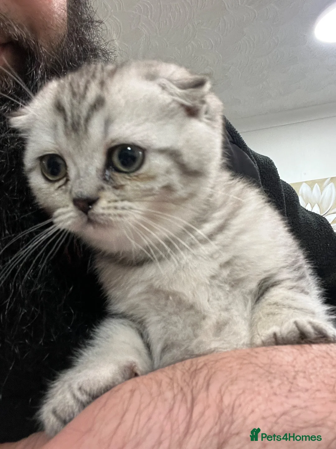 Scottish Fold cats for sale: Beautiful CAT for sale - Advert 2