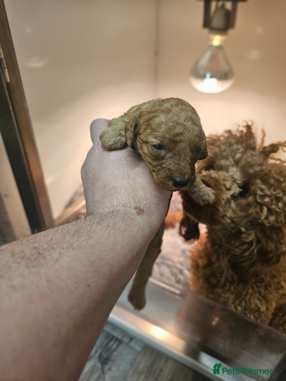 Miniature Poodle dogs for sale: Red poodle minatures - Image 3