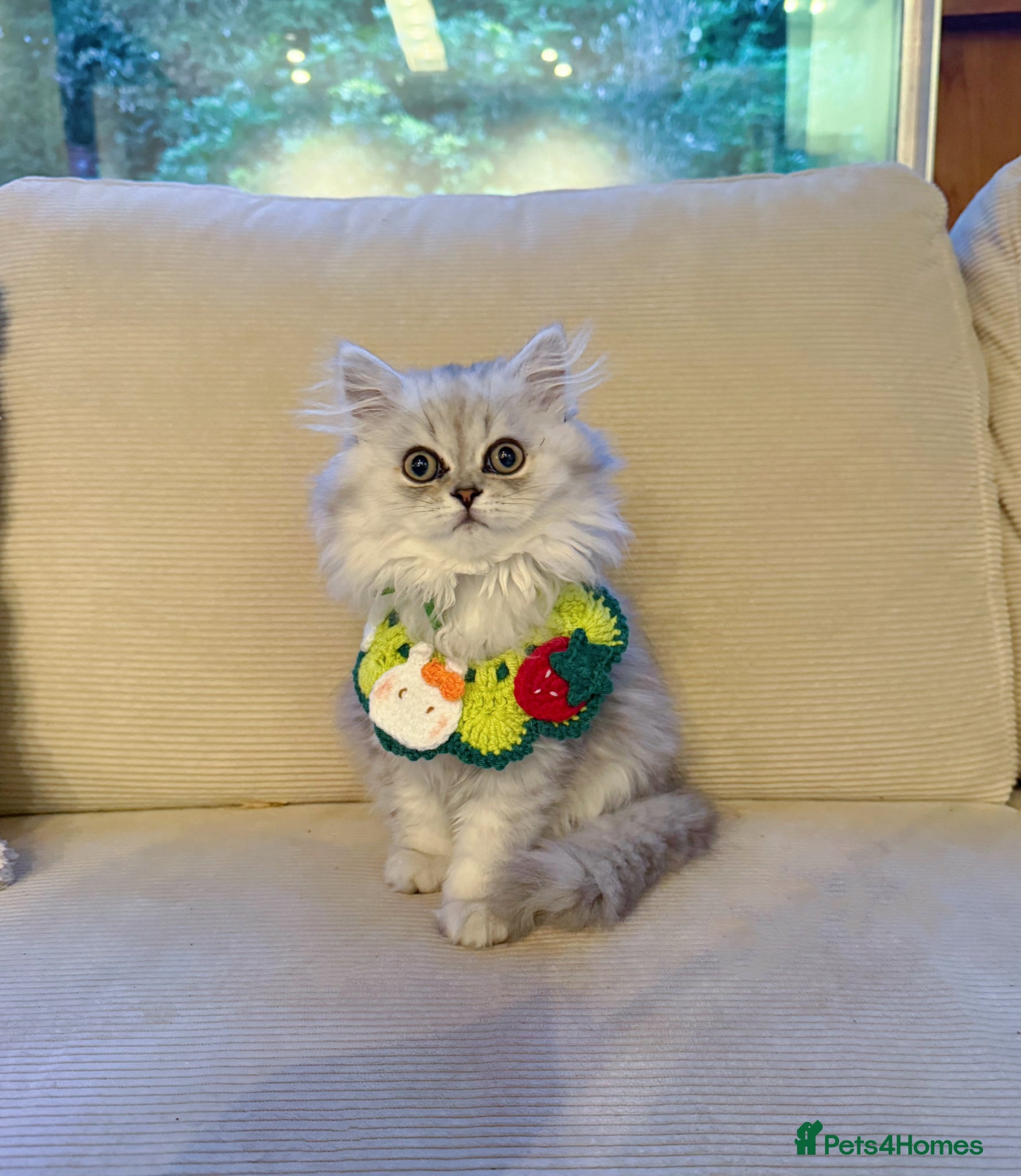British Longhair cats Gorgeous pedigree BLH with exceptional temperament - Advert 4