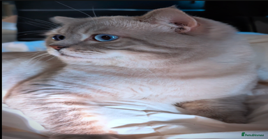 British Shorthair cats 🏆GCCF & TICA reg🪩BSH COLORPOINT🟥STUD - Advert 5