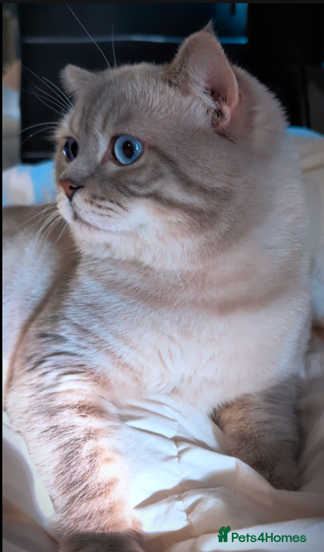 British Shorthair cats for stud: 🏆GCCF & TICA reg🪩BSH COLORPOINT🟥STUD - Advert 3