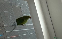 Ringnecks birds for sale: Green ringneck parrot - Advert 1