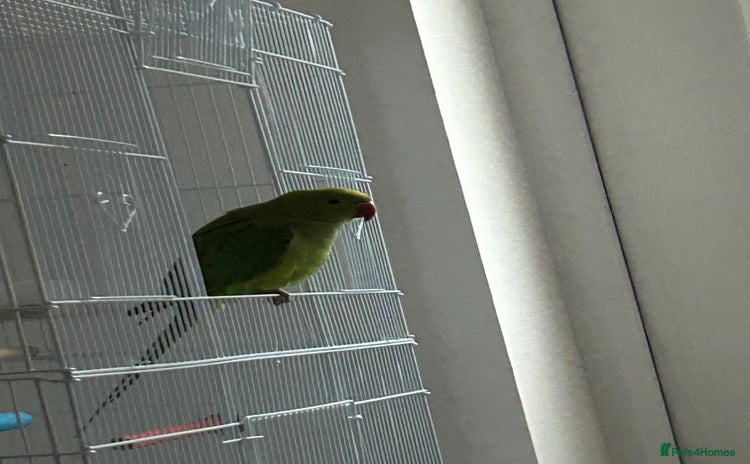 Ringnecks birds Green ringneck parrot - Advert 1