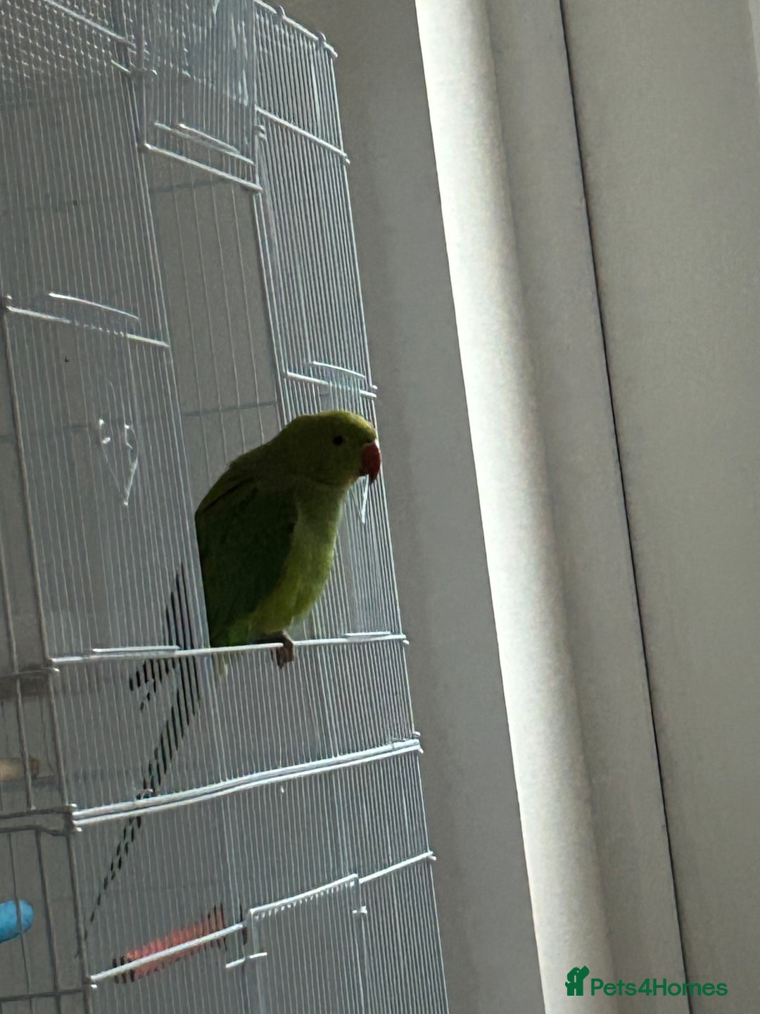 Ringnecks birds for sale: Green ringneck parrot - Advert 1