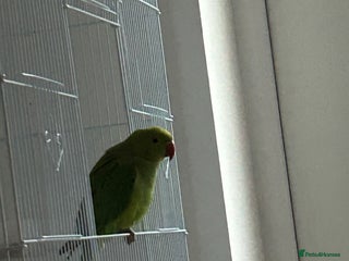 Ringnecks birds for sale: Green ringneck parrot - Advert 1