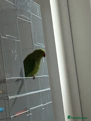 Ringnecks birds Green ringneck parrot - Advert 1
