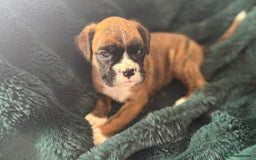 Boxer dogs for sale: KC PEDIGREE BOXER PUPPIES  - Image 32